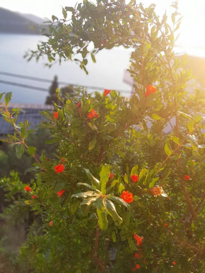 Apartmani Panorama 32 ネウム エクステリア 写真